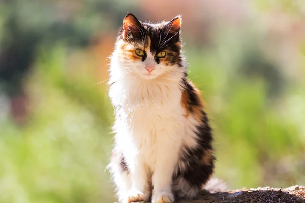 Очаровательный кот на Кипре — стоковое фото
