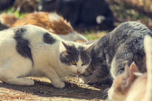 Bedårande katter i Cypern — Stockfoto