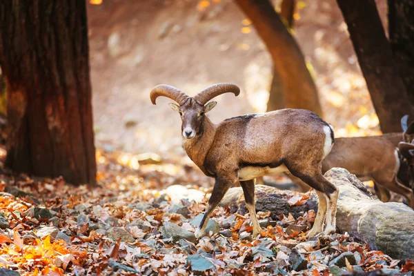 Wilde Mufflons auf Zypern — Stockfoto