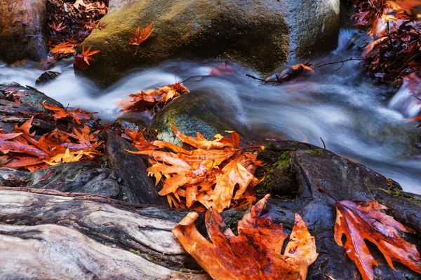 Foresta torrente in autunno — Foto Stock