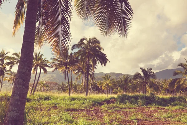 Vackra Palm plantation — Stockfoto