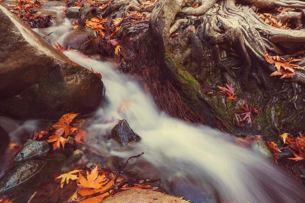 Arroyo forestal en otoño —  Fotos de Stock