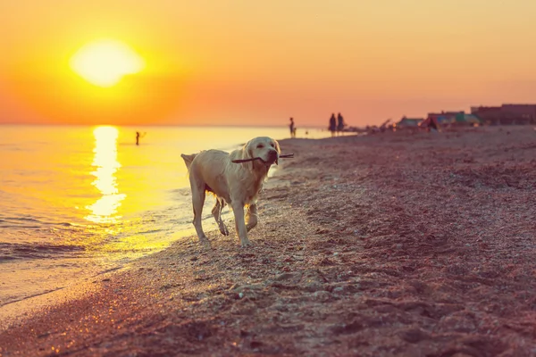 Retriever Dog on sea shore — Stock Photo, Image