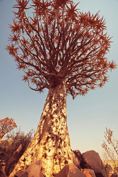 Landschaft mit afrikanischem Baum — Stockfoto