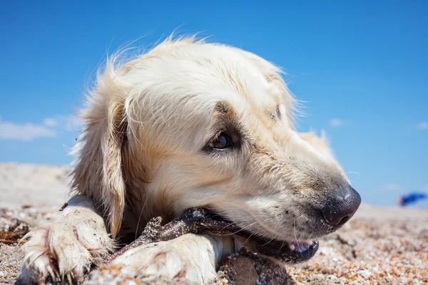 Retriever hund vid havets strand — Stockfoto