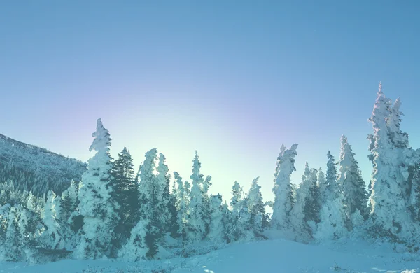 Winter in Glacier Park — Stockfoto