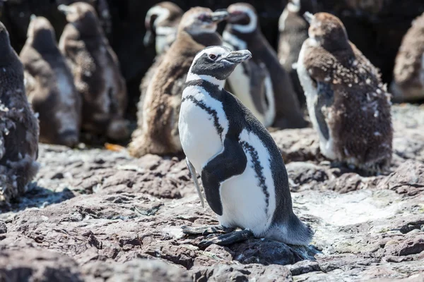 Magellanic Penguins in Patagonia — Stock Photo, Image