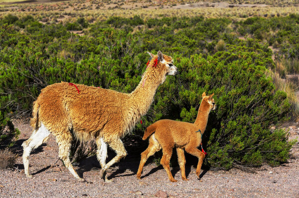 Two llamas in Argentina