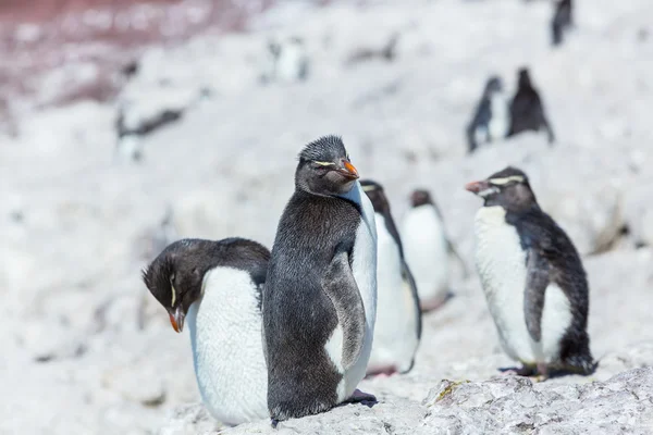Rockhopper pingviner i Argentina — Stockfoto