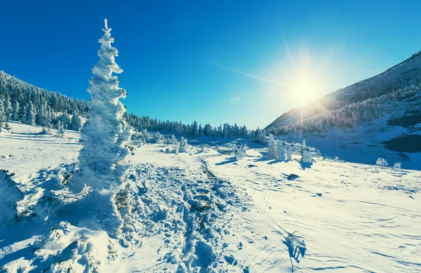 Inverno nel Parco del Ghiacciaio — Foto Stock