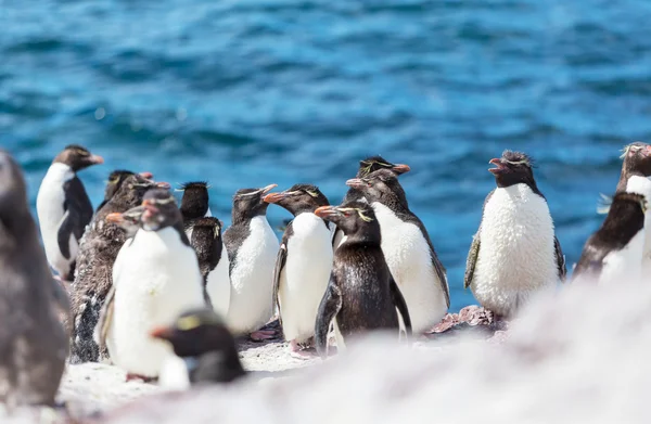 Rockhopper pingwiny w Argentynie — Zdjęcie stockowe