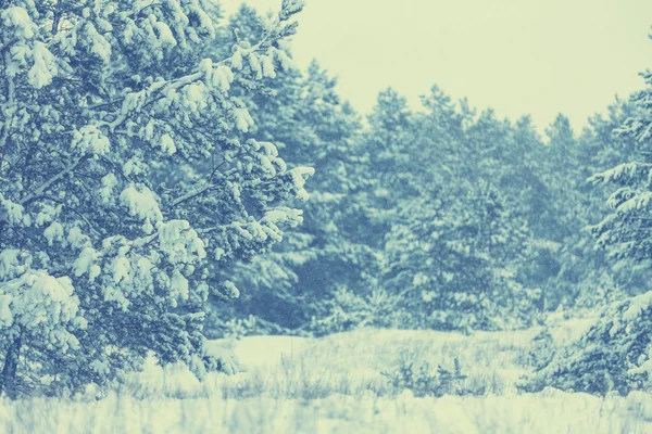 Kaunis talvi metsä maisema — kuvapankkivalokuva