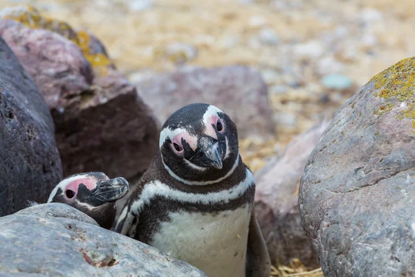 Tučňáků magellanských v Patagonii — Stock fotografie