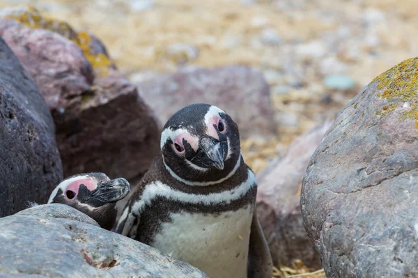 パタゴニアのマゼラン ペンギン — ストック写真