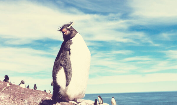 Rockhopper penguins in Argentina