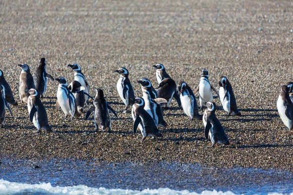 Pingouins de Magellan en Patagonie — Photo