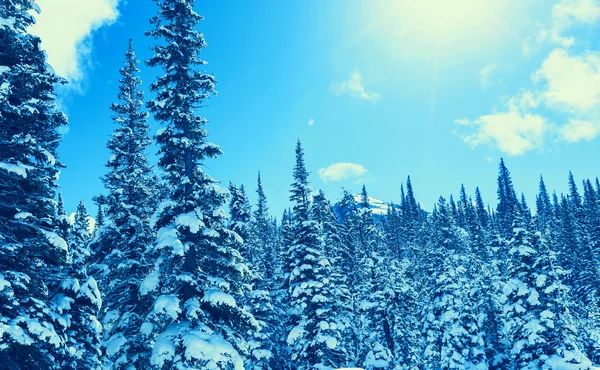 Winter in Glacier Park — Stock Photo, Image