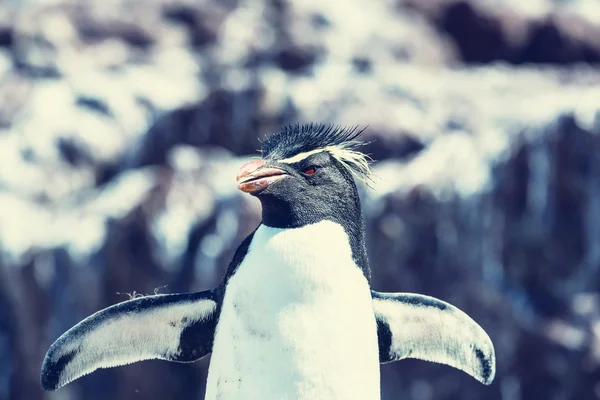 अर्जेंटिना मध्ये रॉकहॉपर पेंग्विन — स्टॉक फोटो, इमेज