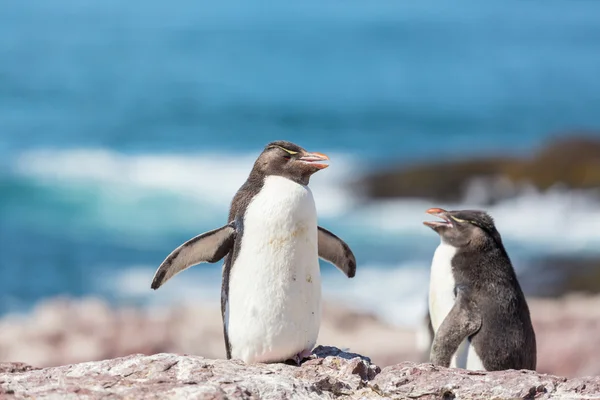 Rockhopper penguenler Arjantin — Stok fotoğraf