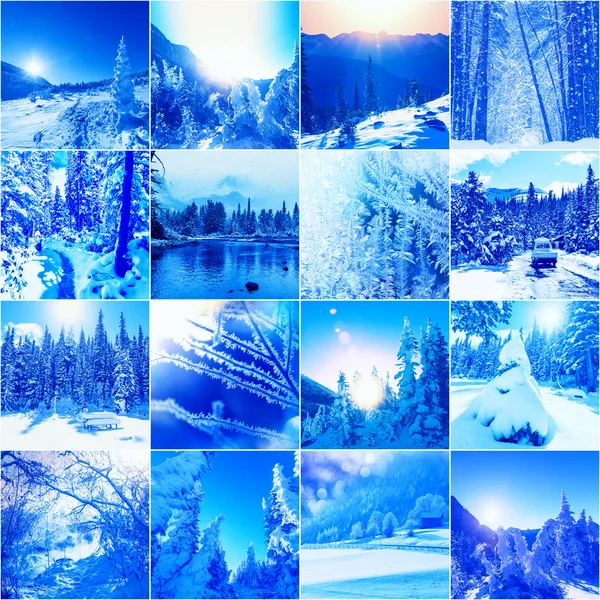 Vinter collage med snöig skog — Stockfoto