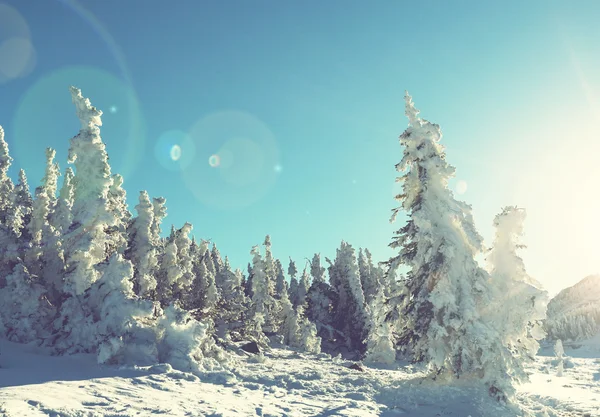 Inverno no parque glaciar — Fotografia de Stock