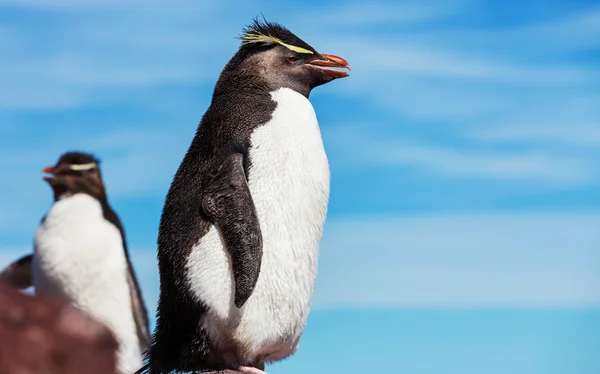 Rockhopper pingwiny w Argentynie — Zdjęcie stockowe