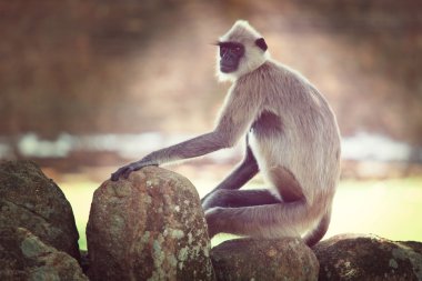 Maymun Sri Lanka üzerinde kapat