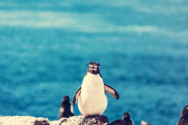 Rockhopper penguen bir kayanın üzerinde