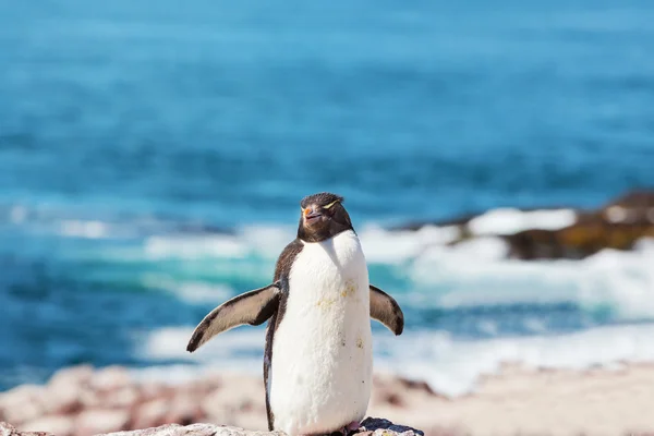 Lindo pingüino rockhopper —  Fotos de Stock
