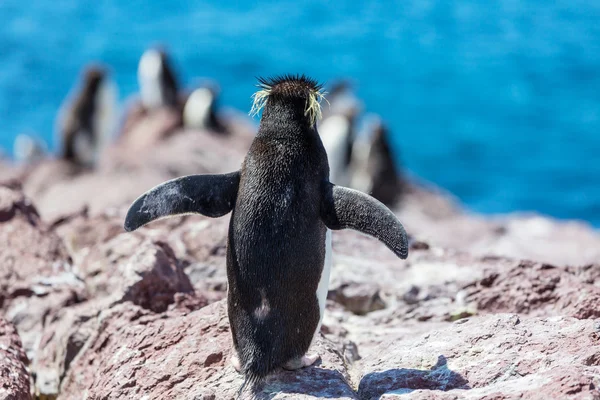 凤冠企鹅在岩石上 — 图库照片