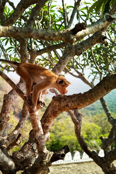 Scimmia su un albero in Indonesia — Foto Stock