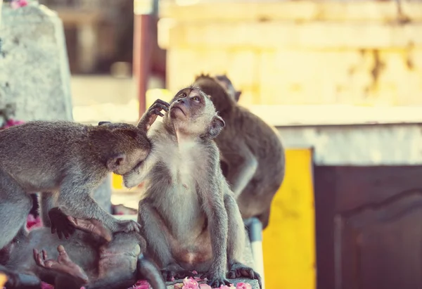 Majmok Anuradhapura, Sri Lanka — Stock Fotó