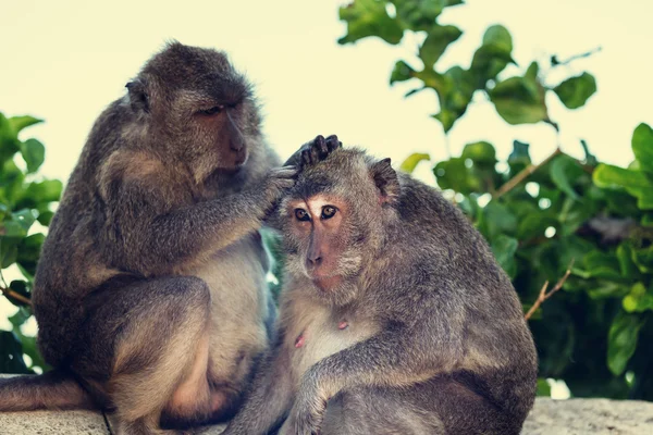 Macacos em Indonésia close up — Fotografia de Stock