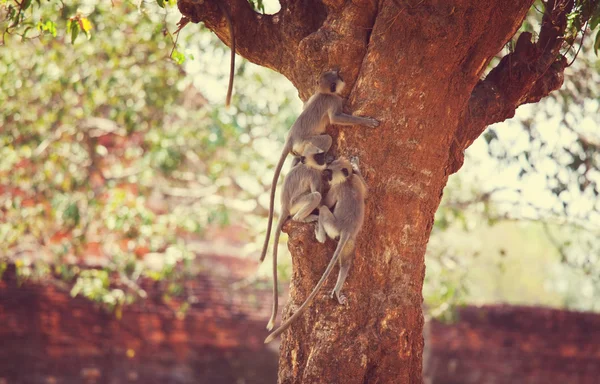 Monkeys on a tree in Sri Lanka — Stock Photo, Image