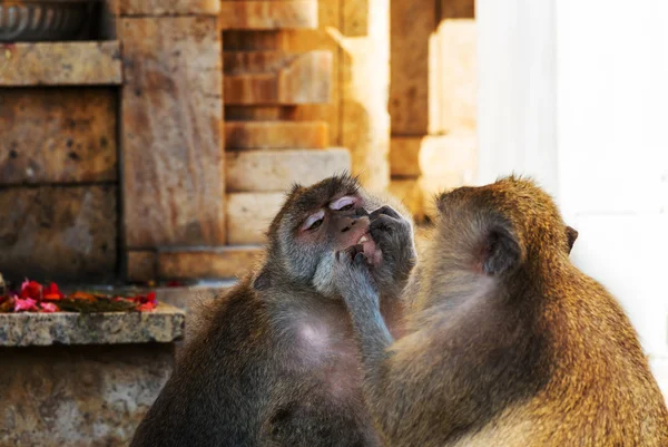 Monkeys  in Indonesia close up — Stock Photo, Image