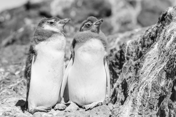 Pinguini magellanici in Patagonia — Foto Stock