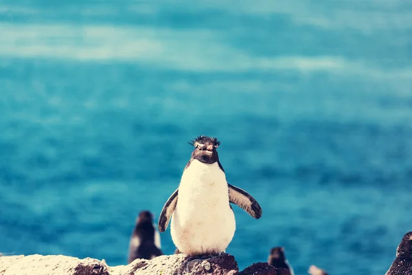 Pingüino Rockhopper en una roca — Foto de Stock