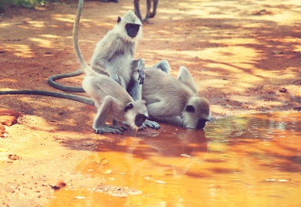 Macacos bonitos no Sri Lanka — Fotografia de Stock