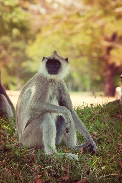 Macaco no Sri Lanka — Fotografia de Stock