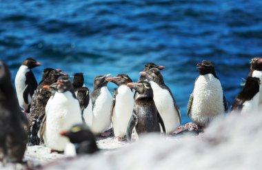 Rockhopper penguenler deniz kenarında
