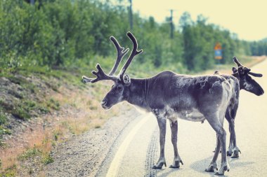 Norveç'e yolda Ren geyiği