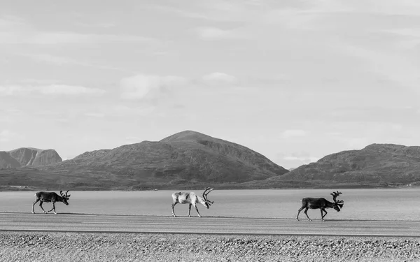 Tre renar i Norge — Stockfoto