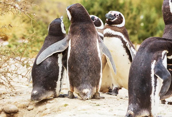 Pingwiny Magellana w Patagonii — Zdjęcie stockowe