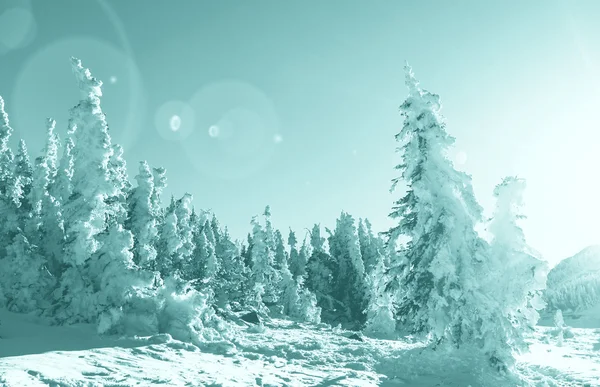 Зима в Ледниковом парке — стоковое фото