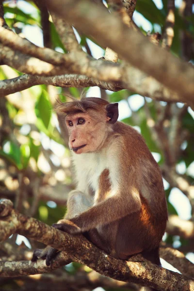 Macaco em uma árvore na Indonésia — Fotografia de Stock