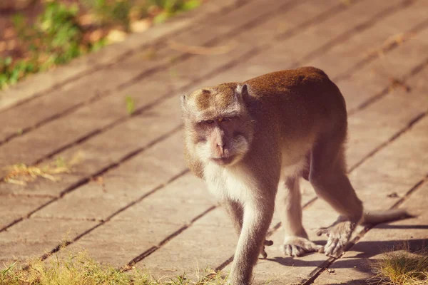 猴子在印尼关闭 — 图库照片