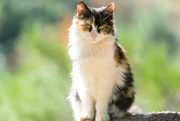 Кошка с зелеными глазами — стоковое фото