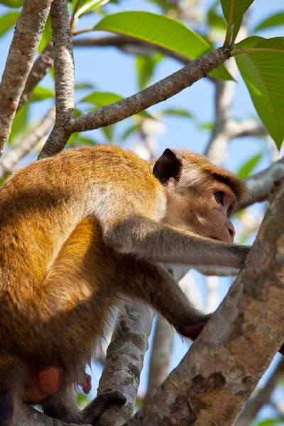 Macaco em uma árvore na Indonésia — Fotografia de Stock