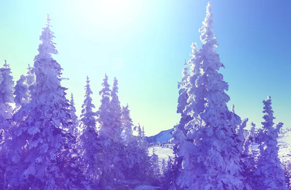 Schöner Winterwald — Stockfoto