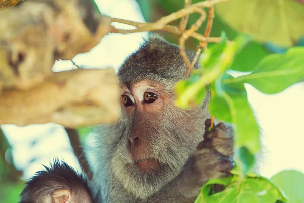 Små apor i Indonesien — Stockfoto